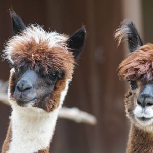 Alpaca Colors